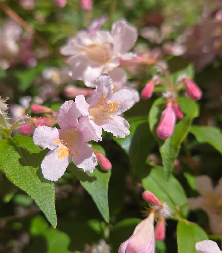 Kolkwitzia amabilis Jolene Jolene®
