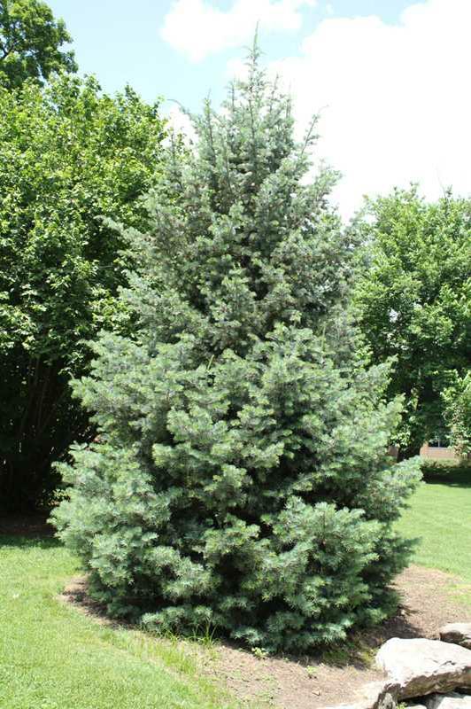 Abies concolor