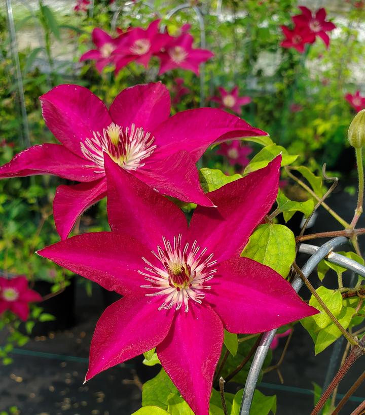 Clematis Tekla™