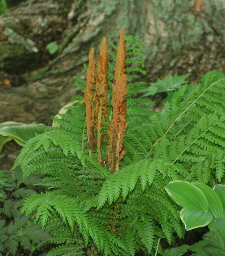 Osmunda cinnamomea