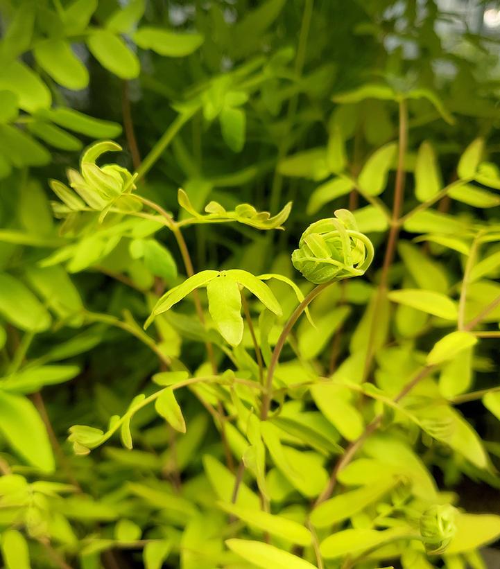 Osmunda regalis