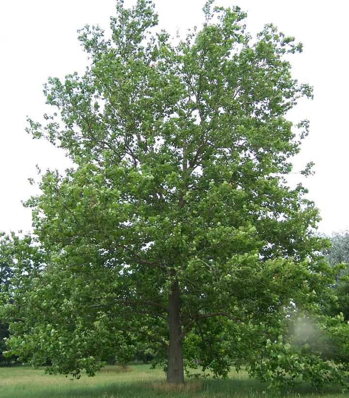 Platanus occidentalis