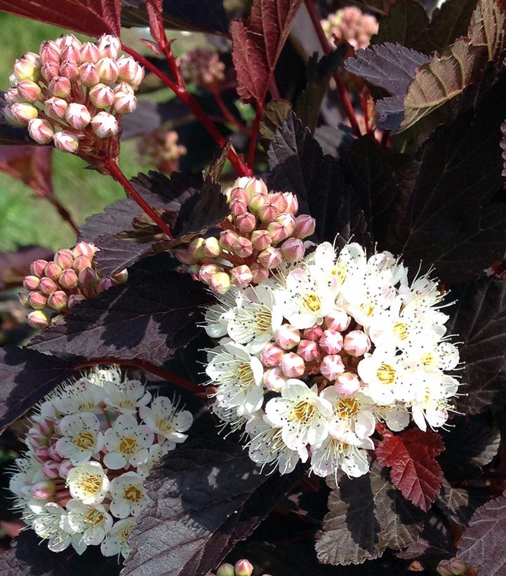 Physocarpus opu. Chroma Chameleon™