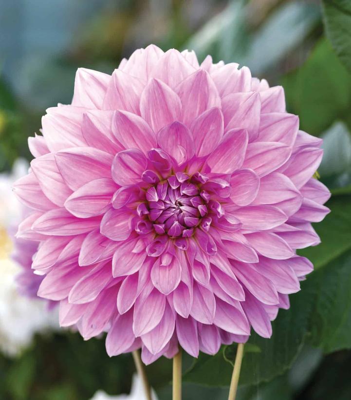 Dahlia 'Lavender Perfection'
