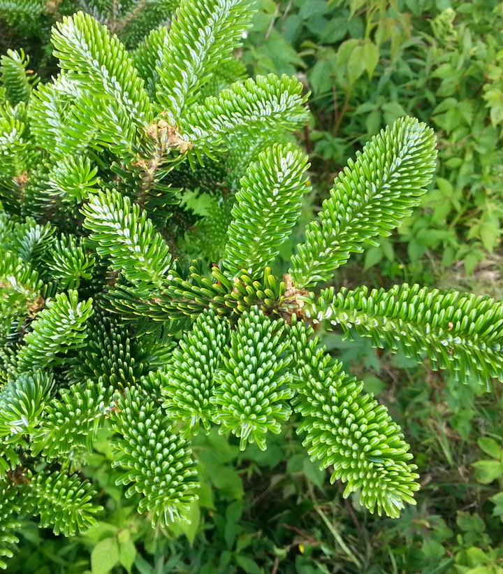 Abies fraseri