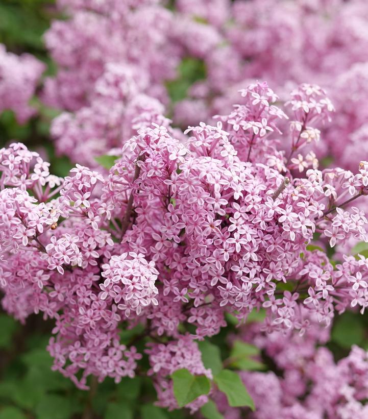 Syringa x Bloomerang® Purpink