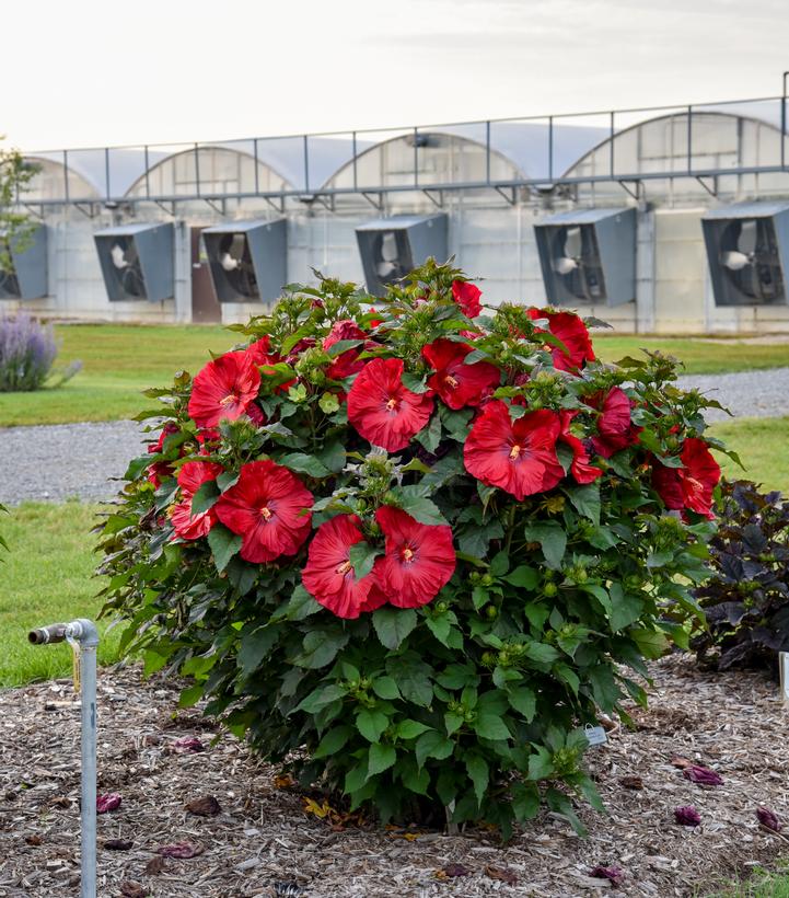 Hibiscus hybrid Summerific® 'Valentine's Crush'