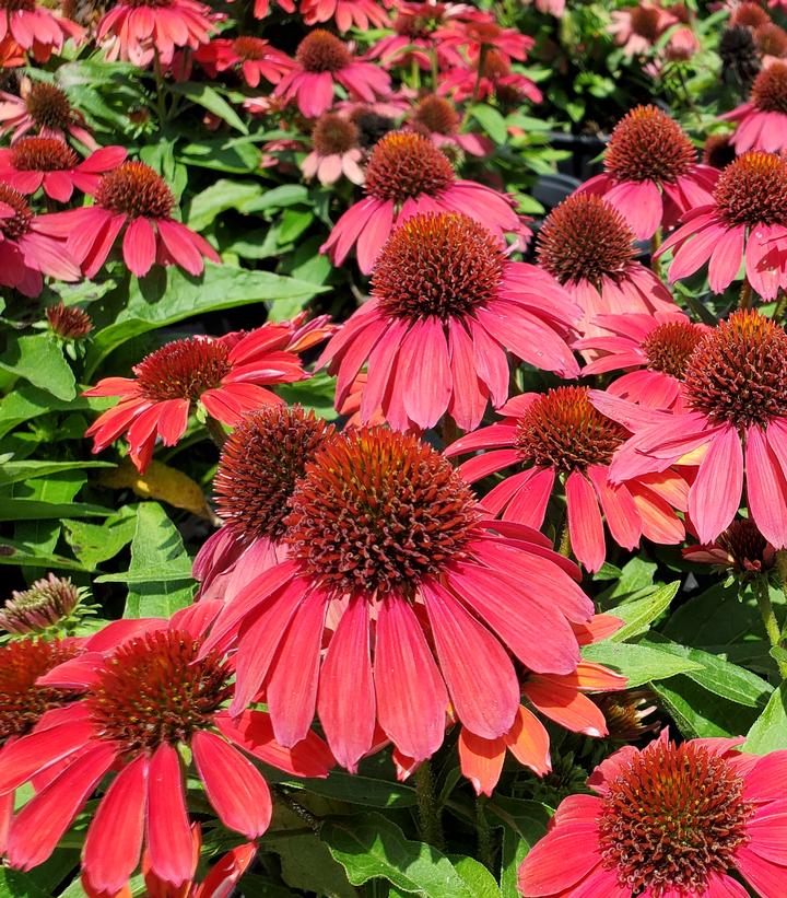 Echinacea x 'Sunmagic Vintage Ruby'