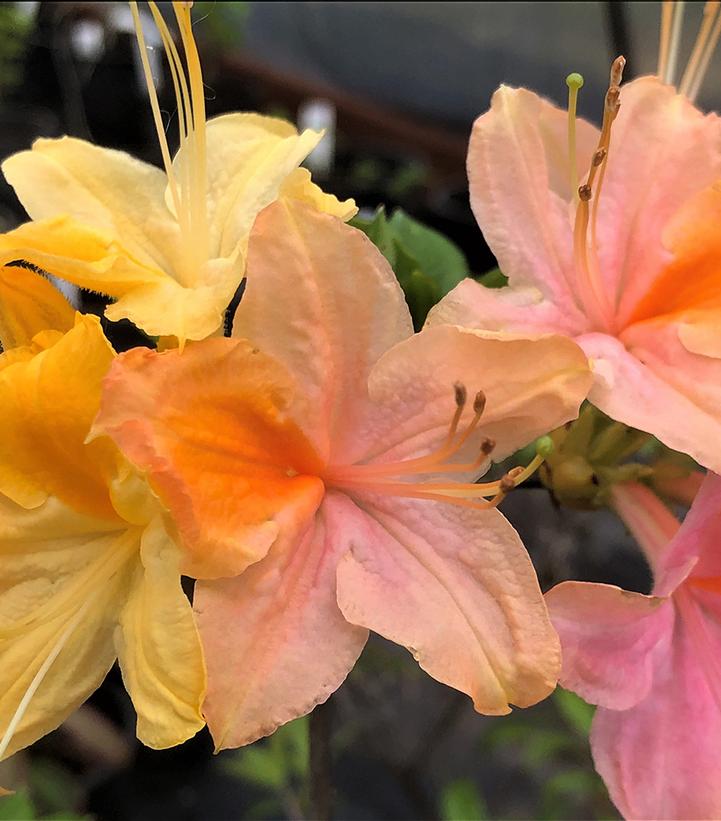 Azalea x 'Garden Rainbow'