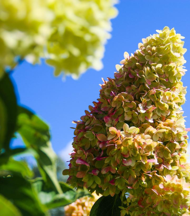 Hydrangea pan. Dragon Baby™