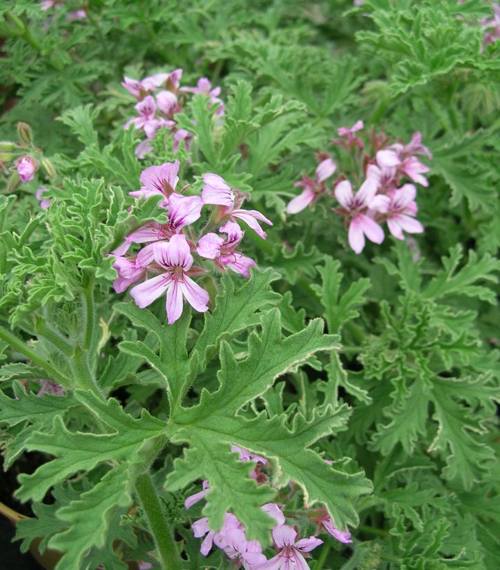 Pelargonium citrosa