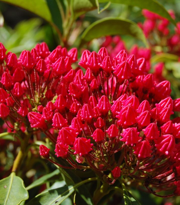 Kalmia latifolia Stoplight