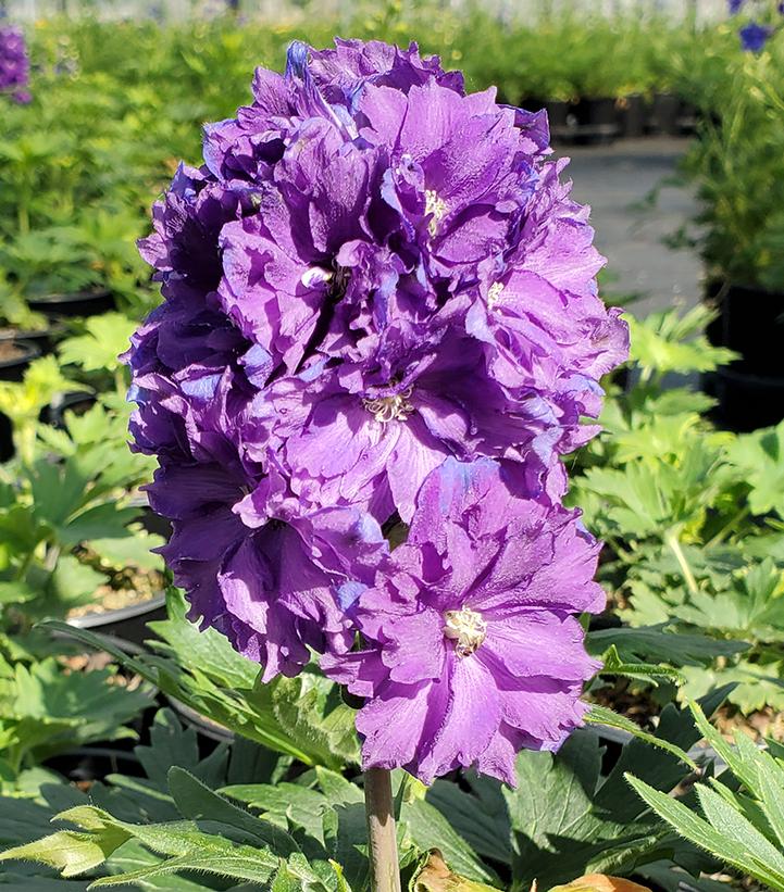 Delphinium Delgenius™ Kingsley