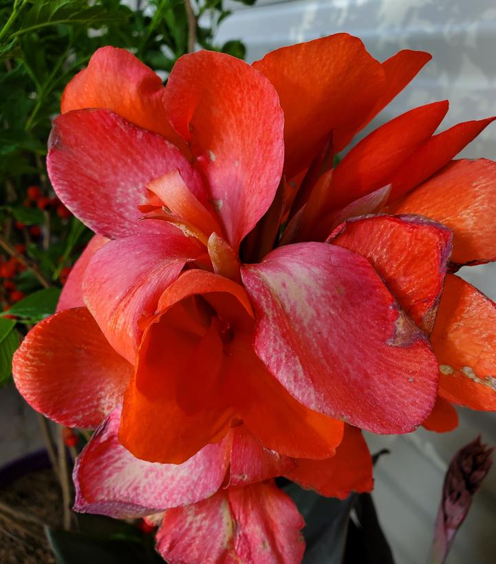 Canna x generalis Cannova® Bronze Orange