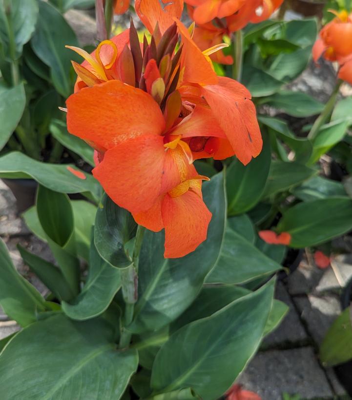 Canna x generalis Cannova® Orange Shades