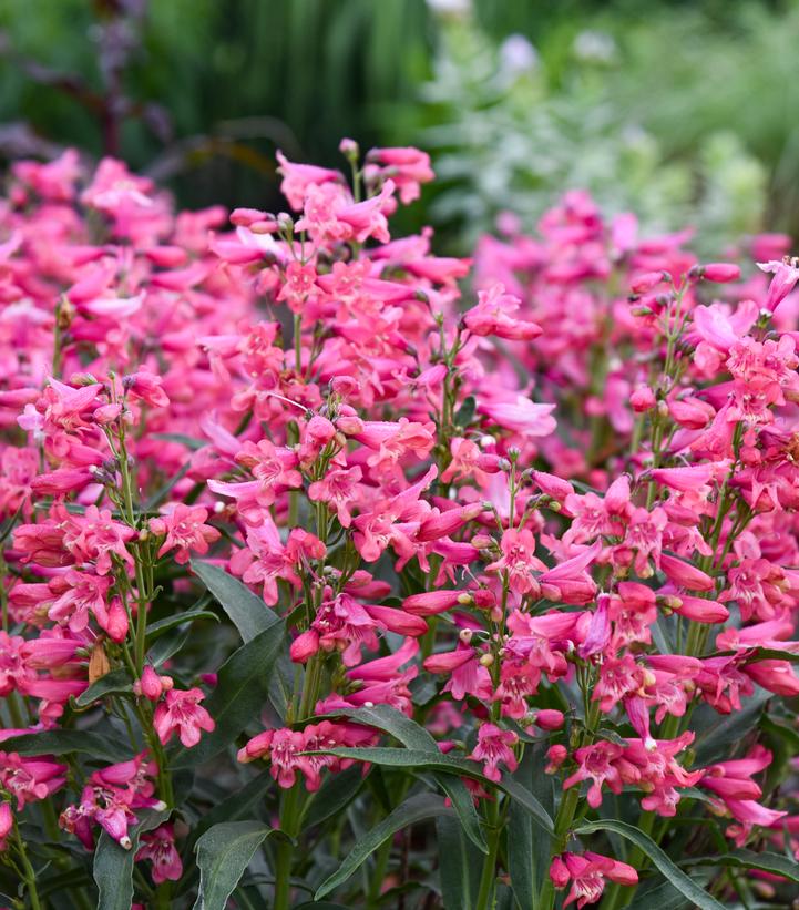 Penstemon barbatus BEJEWELED™ 'Pink Pearls'