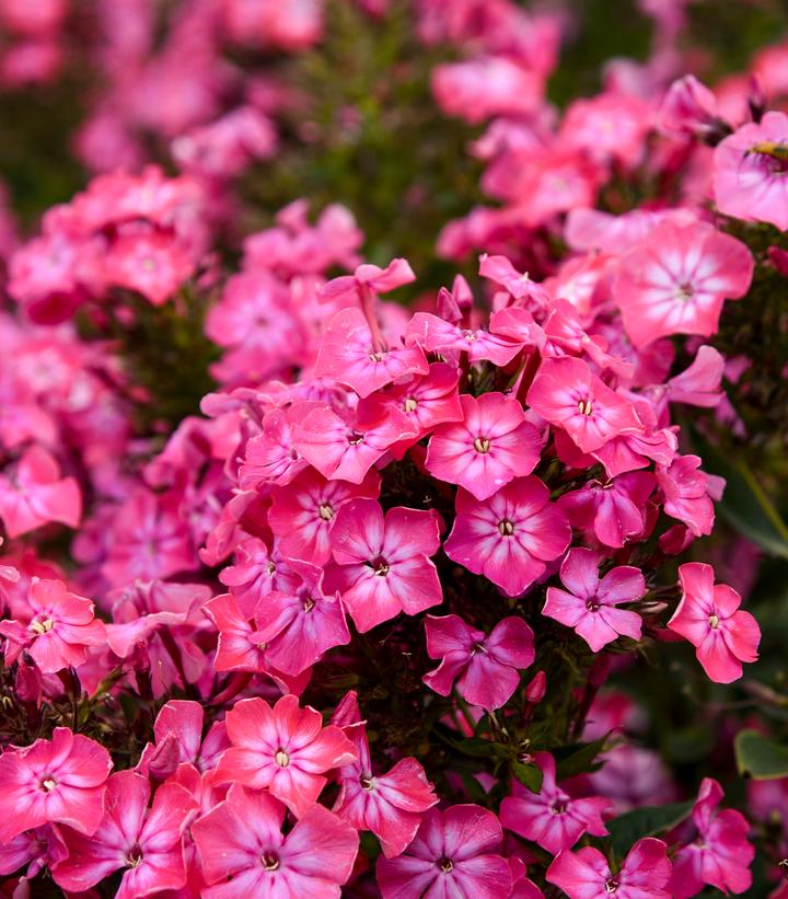 Phlox paniculata LUMINARY® 'Pink Lightning'