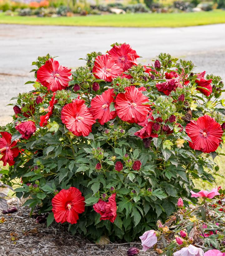 Image Credit: Walters Gardens