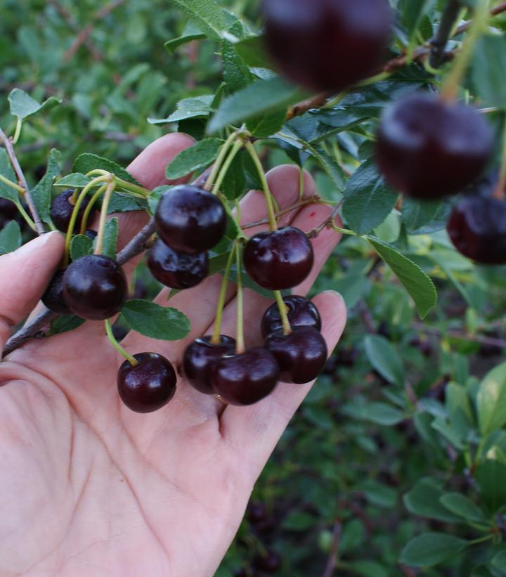 Image Credit: Bylands Nurseries