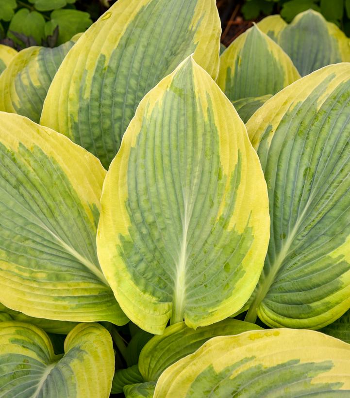 Image Credit: Walters Gardens