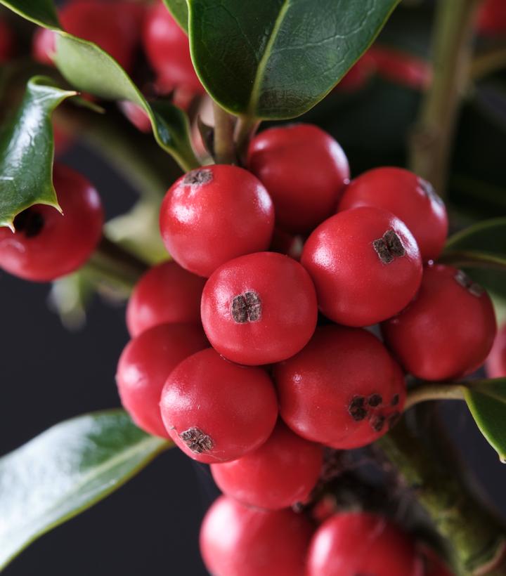 Image Credit: Plants Nouveau