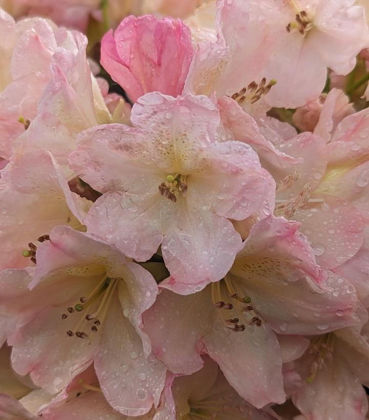 Image Credit: Prides Corner Farms