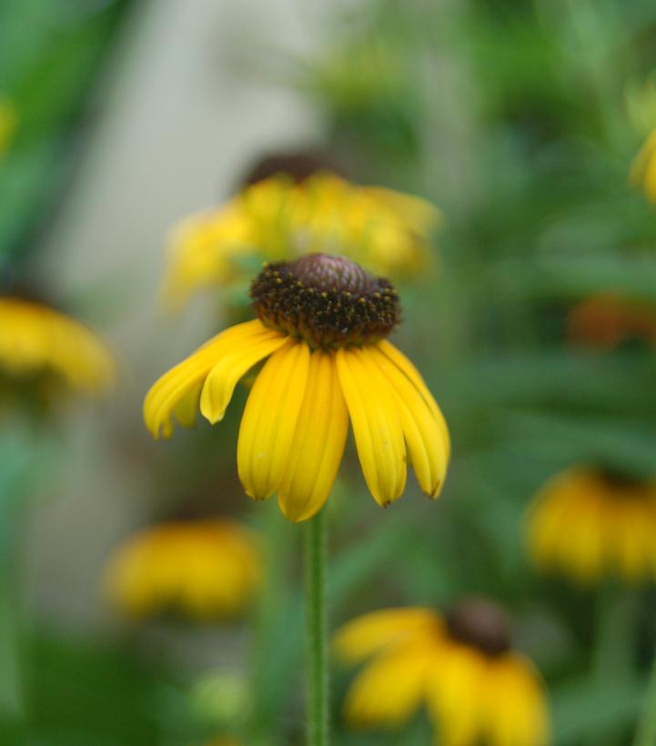 Image Credit: Prides Corner Farms