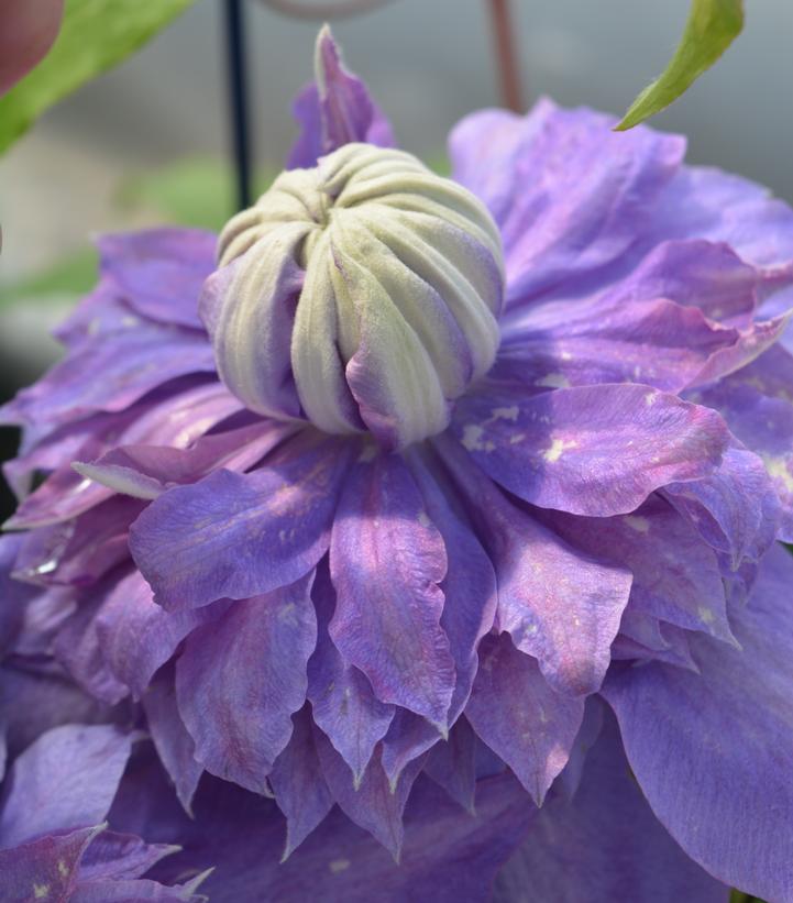 Image Credit: Prides Corner Farms