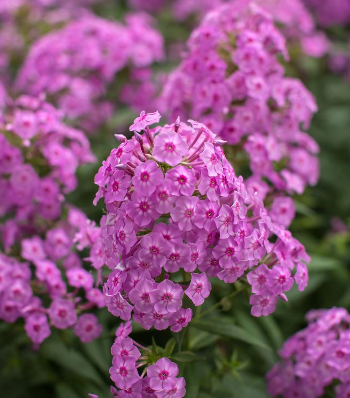 Image Credit: Bailey Nurseries