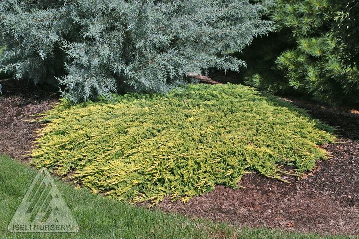 Image Credit: Iseli Nursery