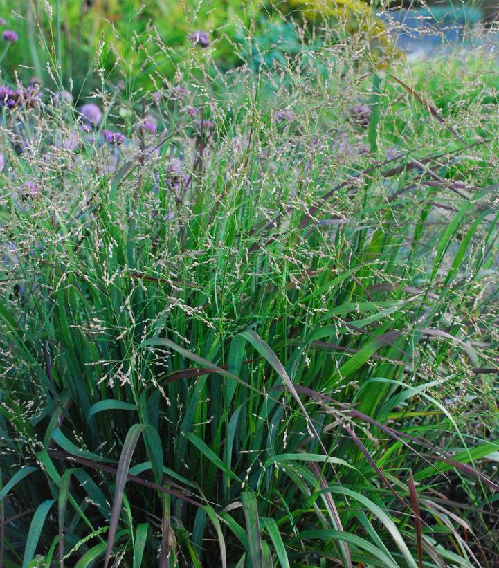 Image Credit: North Creek Nurseries