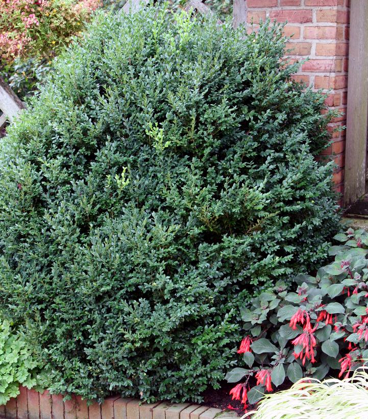 Image Credit: Bailey Nurseries