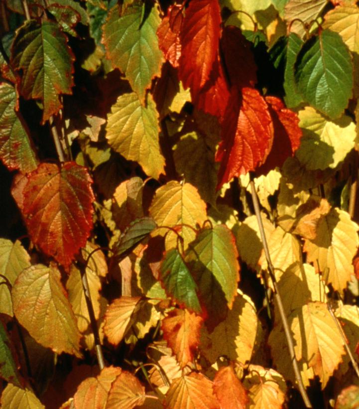 Viburnum dentatum 'Autumn Jazz™' - Autumn Jazz™ Viburnum from Prides Corner Farms