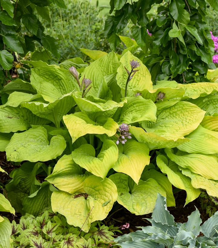 Image Credit: Walters Gardens
