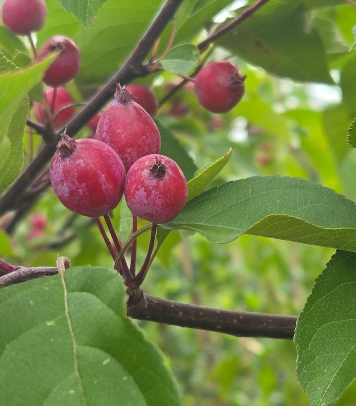 Image Credit: Prides Corner Farms
