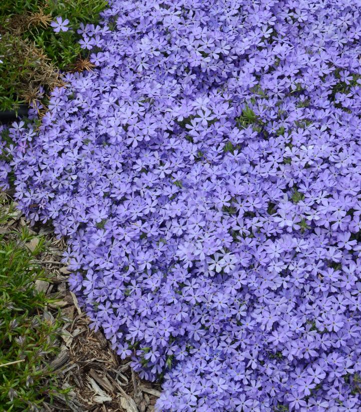 Image Credit: Walters Gardens