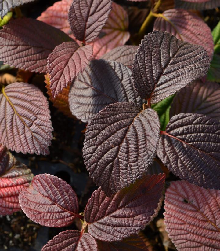 Image Credit: Bailey Nursery