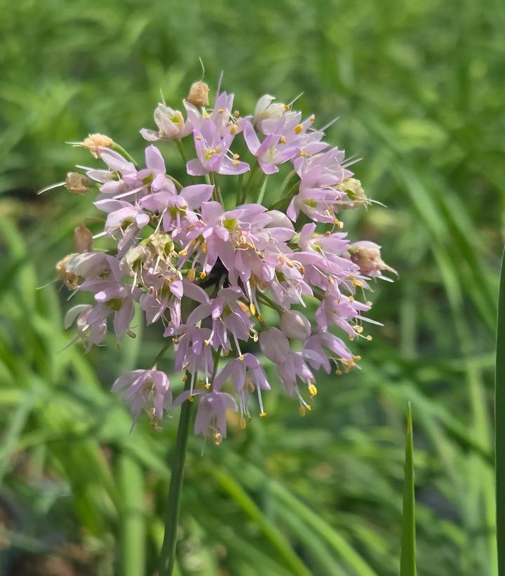 Image Credit: Prides Corner Farms