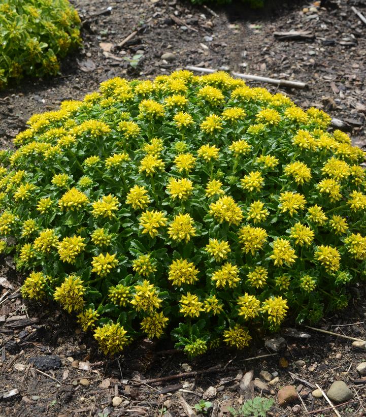 Image Credit: Walters Gardens