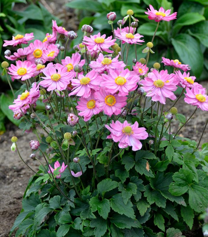 Image courtesy of Walters Gardens