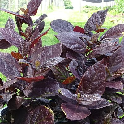 Image courtesy of Star Roses and Plants