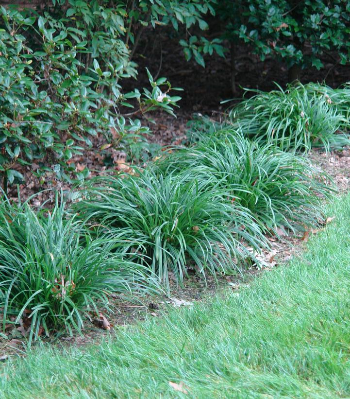 Carex amphibola -photo courtesy of North Creek Nurseries