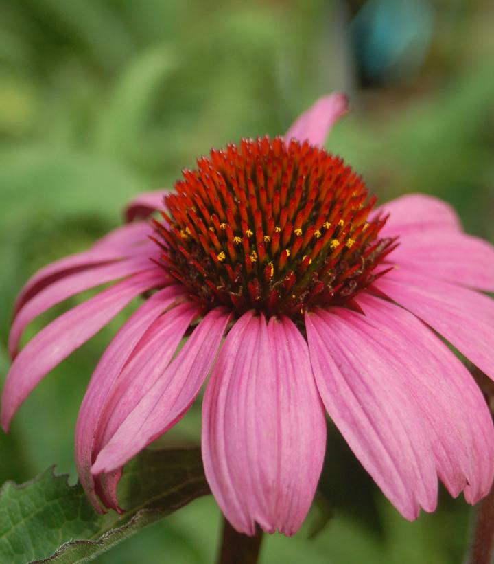 Image Credit: Prides Corner Farms
