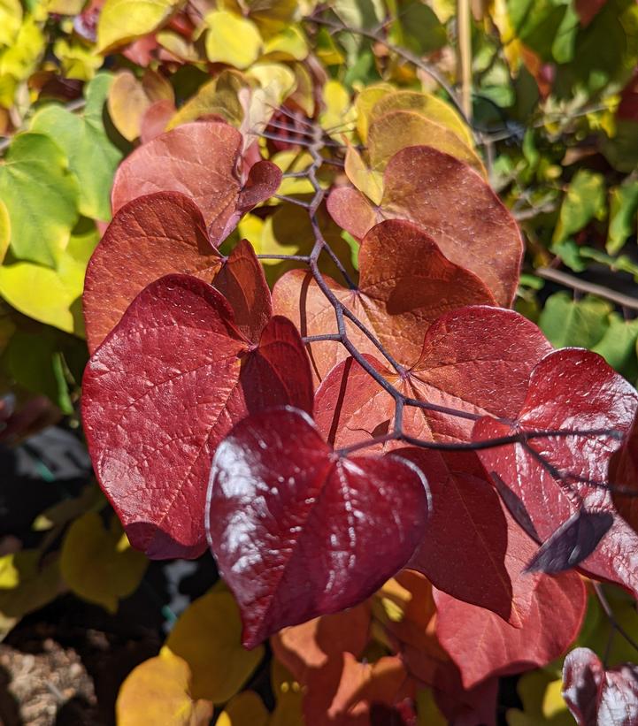 Image Credit: Prides Corner Farms