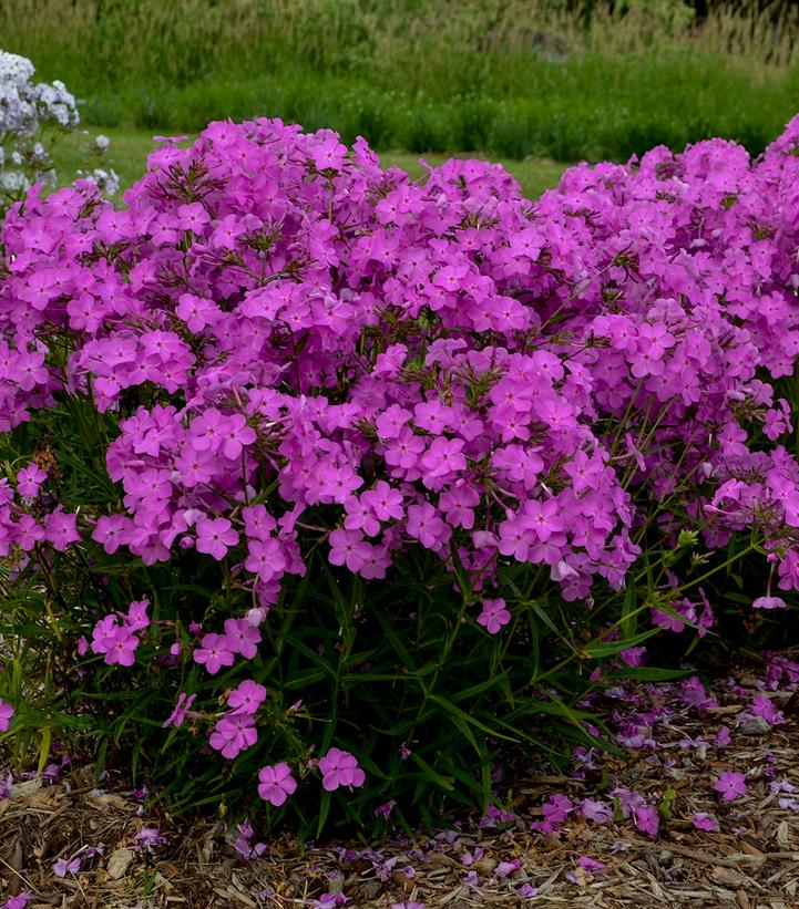 Image Credit: Walters Gardens