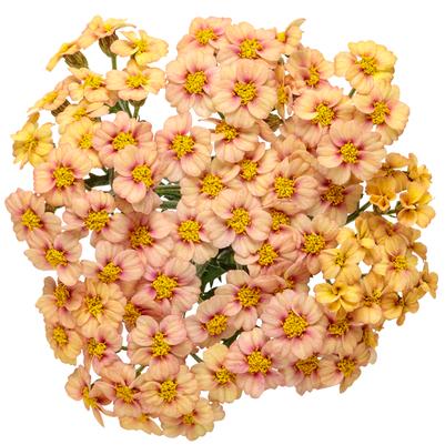 Achillea x 'Firefly Peach Sky'