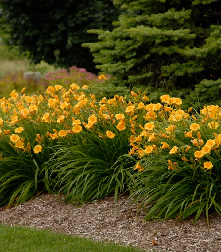 Image Credit: Walters Gardens