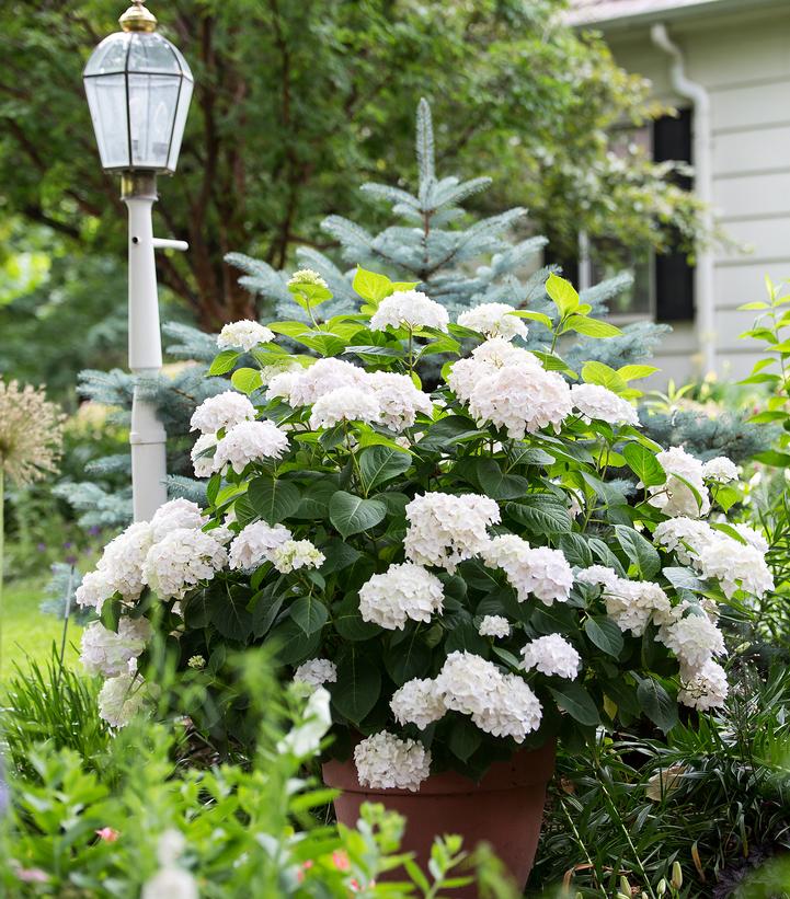 Image Credit: Bailey Nurseries