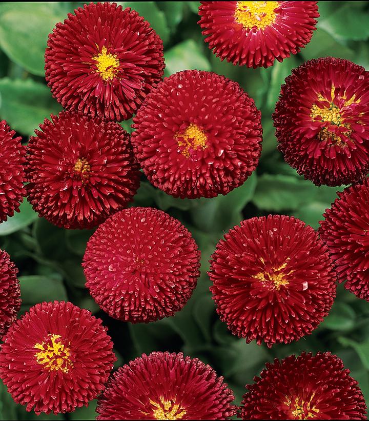 Image Credit: Ball Horticulture