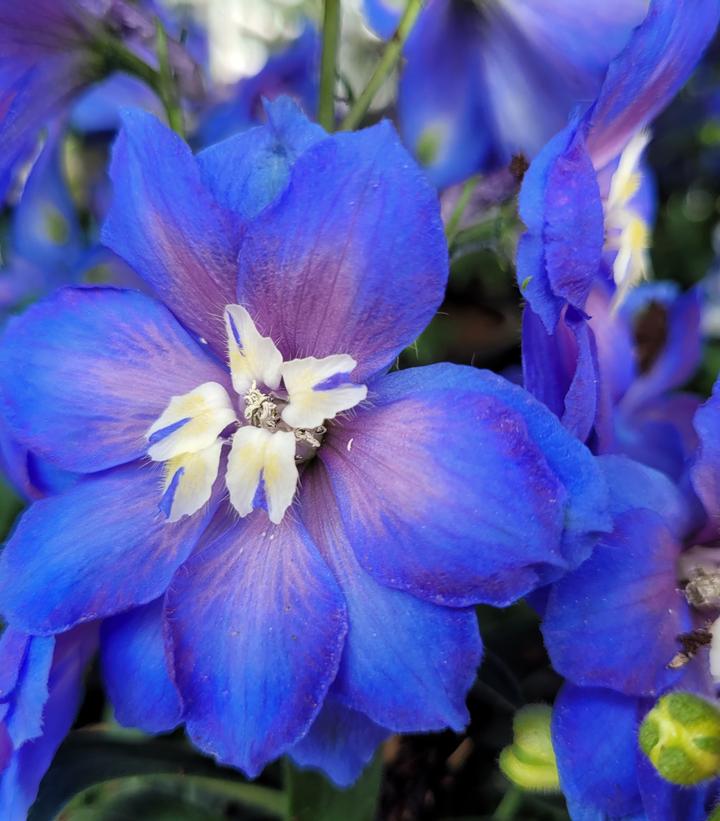 Image Credit: Prides Corner Farms